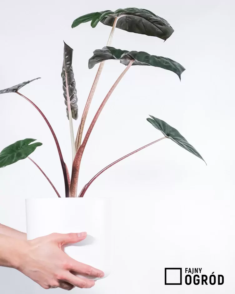 Alkoazja yukatan princess