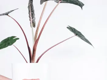 Alokazja sarawakeńska ‘Yucatan Princess’ - zdjęcie 2