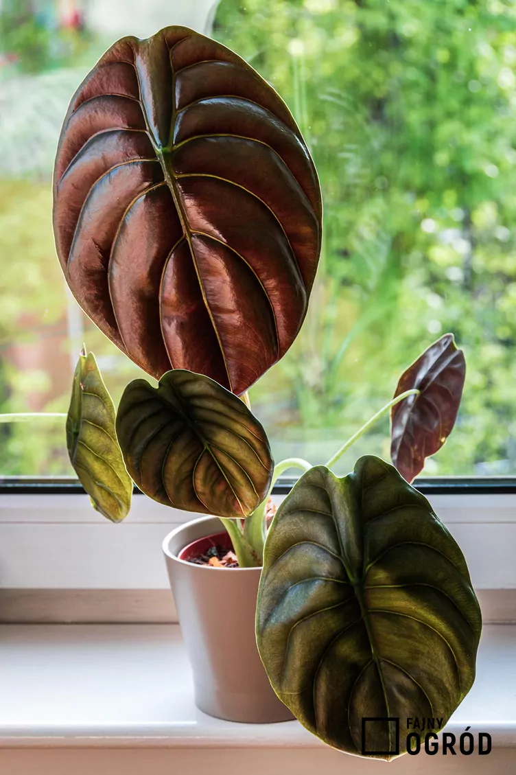 Alokazja miedziana 'Red Secret'