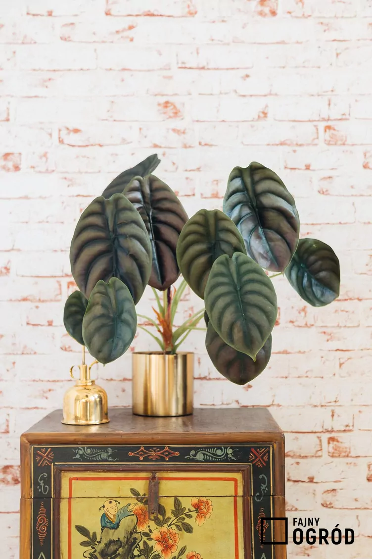 Alokazja miedziana 'Red Secret'