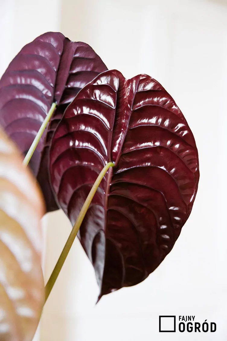 Alokazja miedziana 'Red Secret' - zdjęcie 5