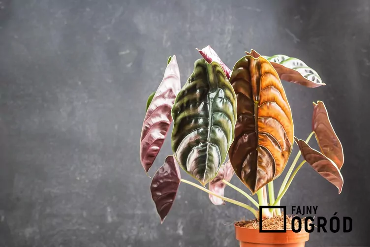 Alokazja miedziana 'Red Secret'