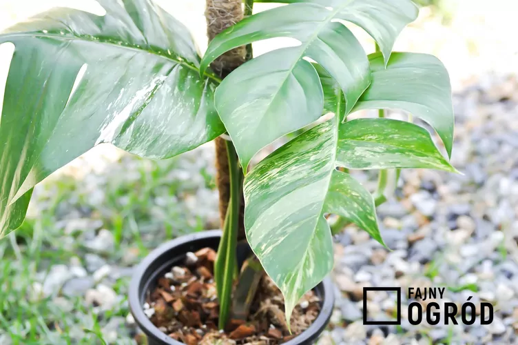 Epipremnum pierzaste 'Variegata'