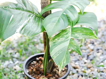 Epipremnum pierzaste 'Variegata' - zdjęcie 2