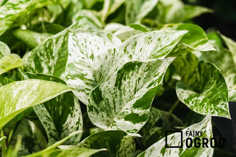 Epipremnum pierzaste 'Variegata'