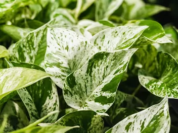 Epipremnum pierzaste 'Variegata' - zdjęcie 3