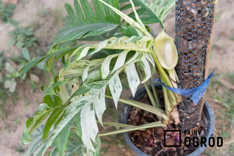 Epipremnum pierzaste 'Variegata'