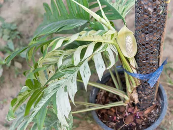 Epipremnum pierzaste 'Variegata' - zdjęcie 4