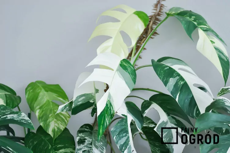 Epipremnum pierzaste 'Variegata' - zdjęcie 5