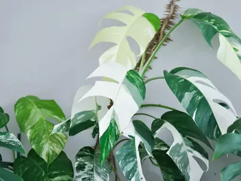 Epipremnum pierzaste 'Variegata' - zdjęcie 5