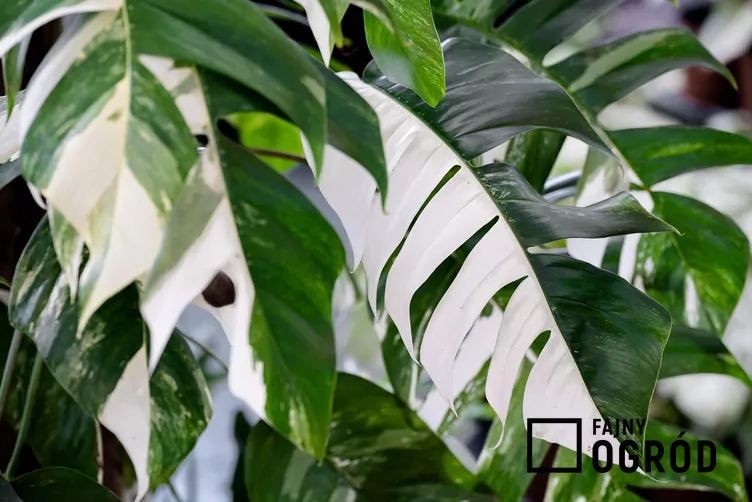 epipremnum-variegata-1 Epipremnum pierzaste 'Variegata'