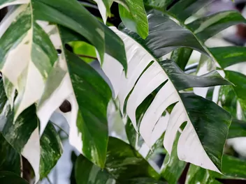 Ilustracja rośliny epipremnum pierzaste 'variegata'