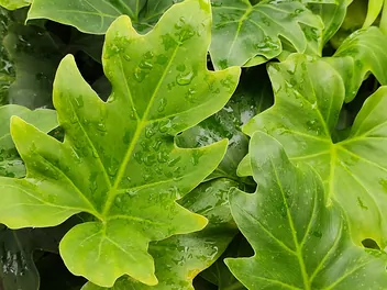 Filodendron podwójniepierzasty 'Hope' - zdjęcie 2