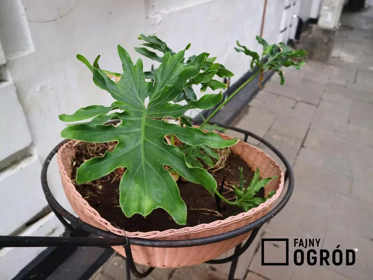 Filodendron podwójniepierzasty 'Hope' Filodendron podwójniepierzasty 'Hope'