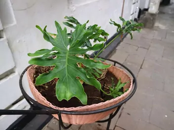 Filodendron podwójniepierzasty 'Hope' - zdjęcie 3