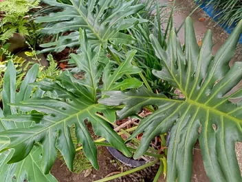 Filodendron podwójniepierzasty 'Hope' - zdjęcie 4