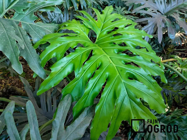 Filodendron podwójniepierzasty 'Hope' - zdjęcie 5 Filodendron podwójniepierzasty 'Hope' - zdjęcie 5