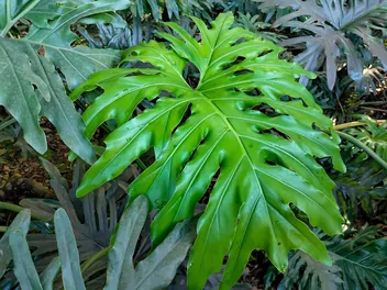 Filodendron podwójniepierzasty 'Hope' - zdjęcie 5