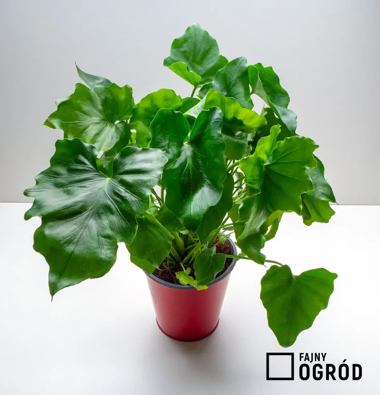 Filodendron podwójniepierzasty 'Hope'