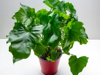 Zdjęcie ilustrujące filodendron podwójniepierzasty 'hope'