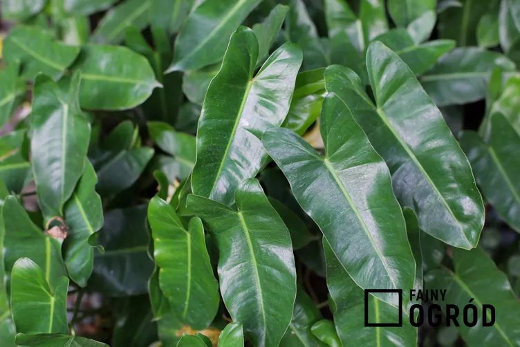 Filodendron sercowaty