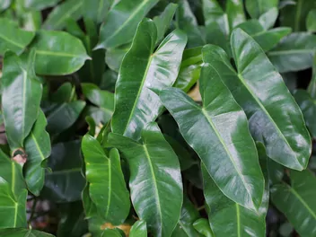 Filodendron sercowaty - zdjęcie 2