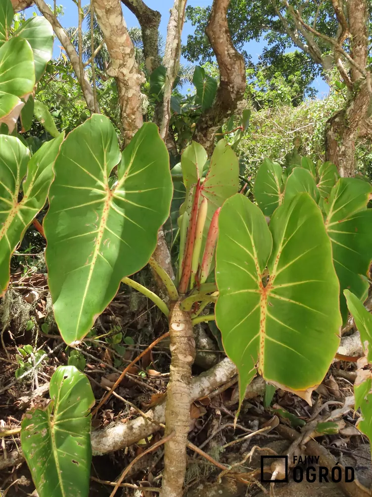 filodendron-sercowaty-1 Filodendron sercowaty