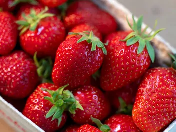 Zdjęcie ilustrujące truskawka 'dukat'