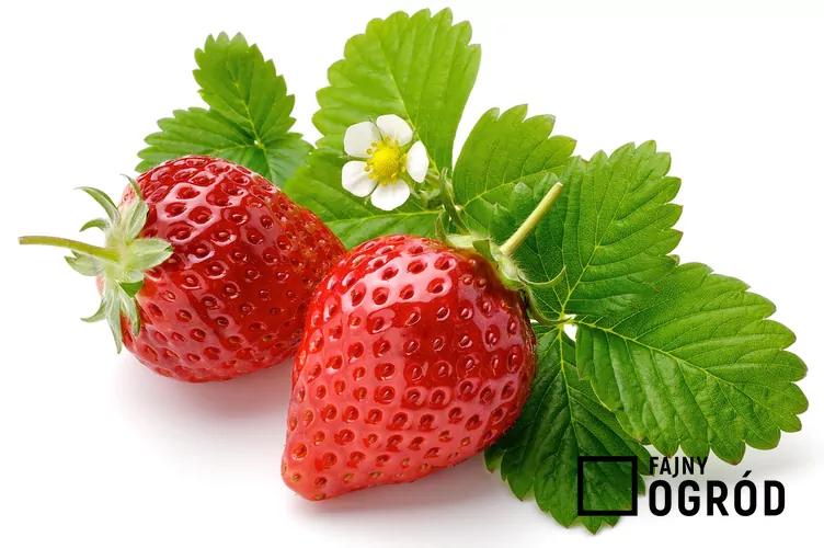 Truskawka 'Dukat'