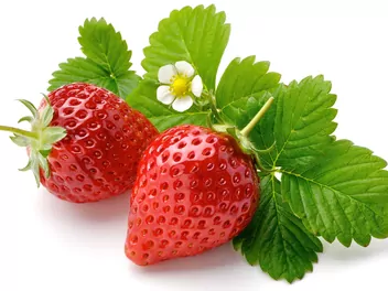 Truskawka 'Dukat' - zdjęcie 3