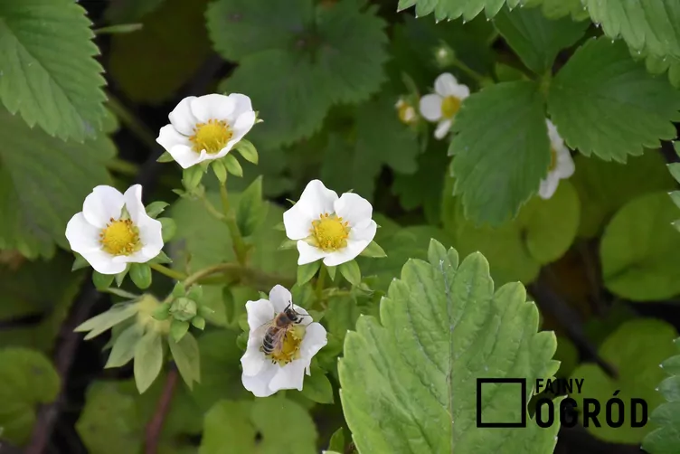 Truskawka 'Dukat' - zdjęcie 5