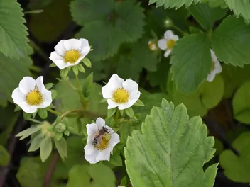 Truskawka 'Dukat' - zdjęcie 5