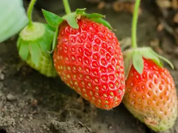 Ilustracja rośliny truskawka 'san andreas'