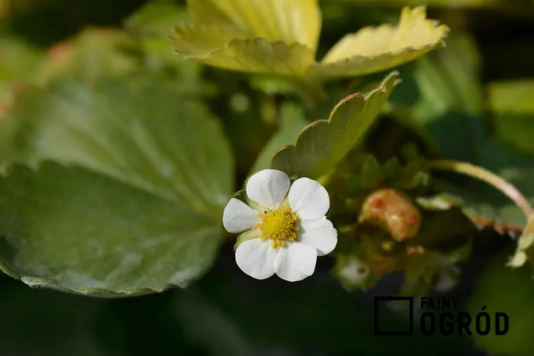 Truskawka san andreas