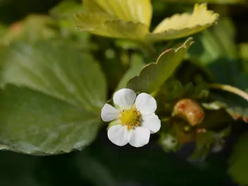 Truskawka 'San Andreas' - zdjęcie 2