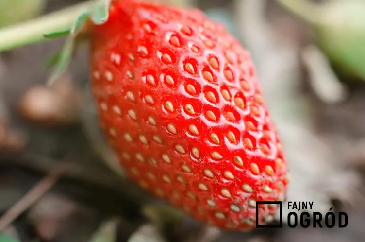 Truskawka 'San Andreas'