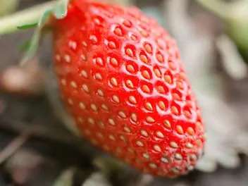 Truskawka 'San Andreas' - zdjęcie 3