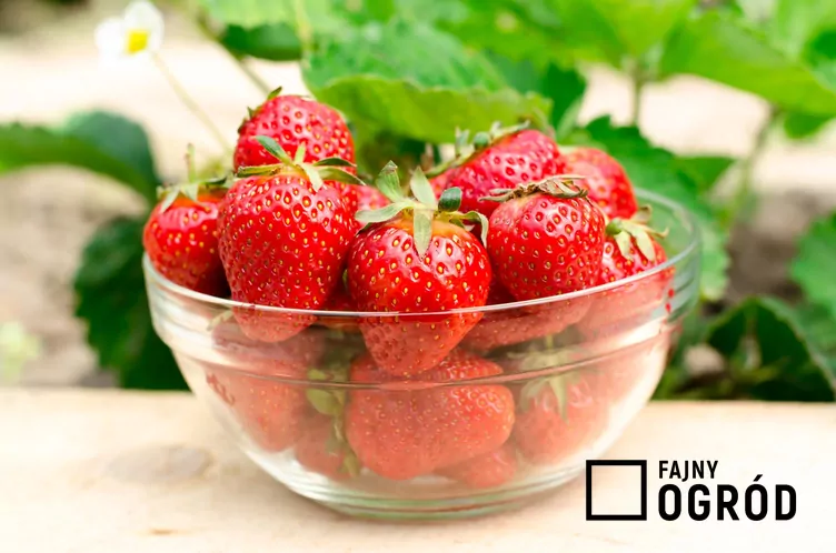 Truskawka 'San Andreas'