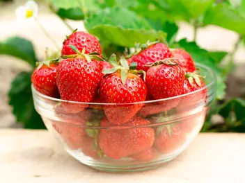 Truskawka 'San Andreas' - zdjęcie 4