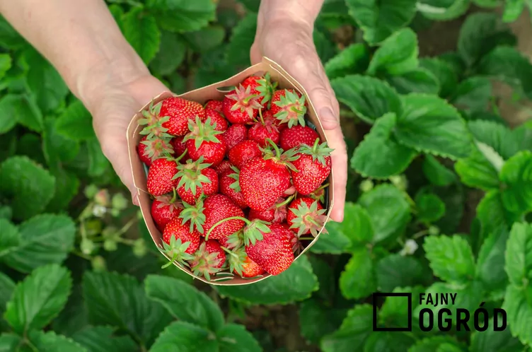 Truskawka 'San Andreas' - zdjęcie 5