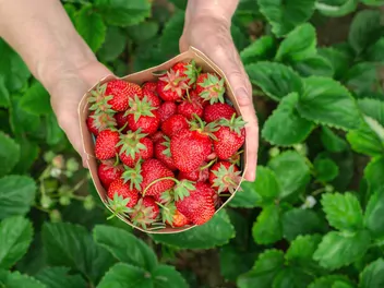 Truskawka 'San Andreas' - zdjęcie 5