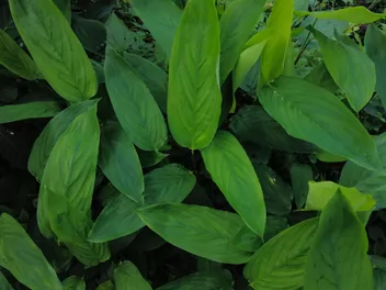 Zdjęcie ilustrujące maranta trzcinowa