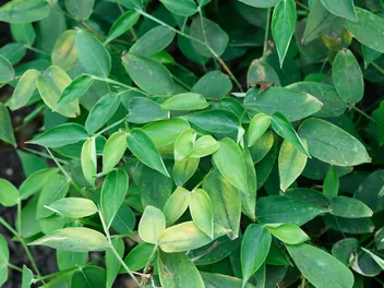 Maranta trzcinowa - zdjęcie 2