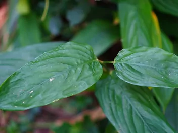 Maranta trzcinowa - zdjęcie 3