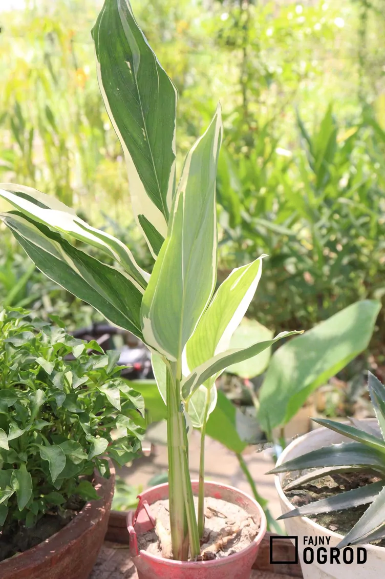 Maranta trzcinowa - zdjęcie 5