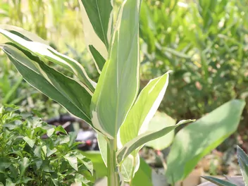 Maranta trzcinowa - zdjęcie 5