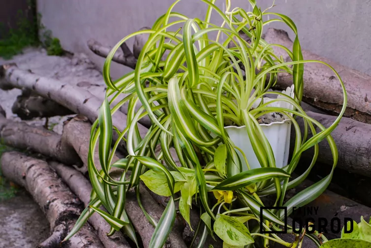 Zielistka Sternberga 'Bonnie'