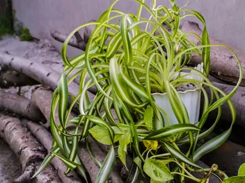 Ilustracja rośliny zielistka sternberga 'bonnie'