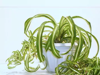 Zielistka Sternberga 'Bonnie' - zdjęcie 2