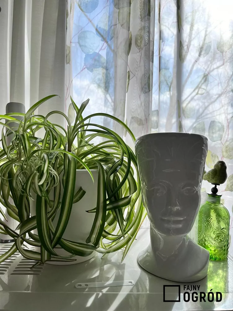 Zielistka Sternberga 'Bonnie' Zielistka Sternberga 'Bonnie'